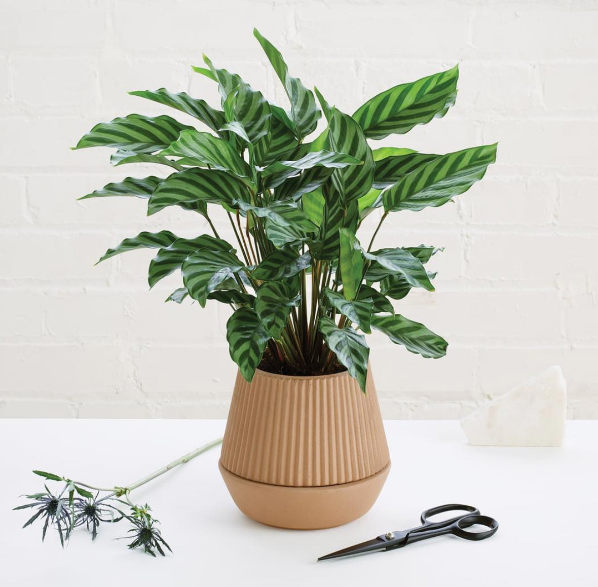 Umbra Shift Pleated Planter with Self-Watering Wick